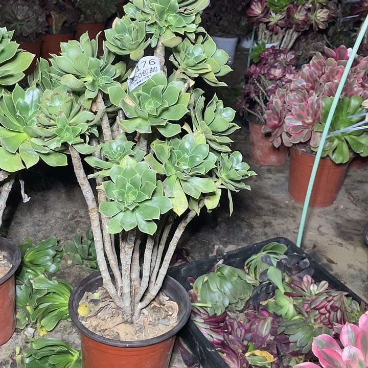 半***过176香附玫瑰多肉法师多肉