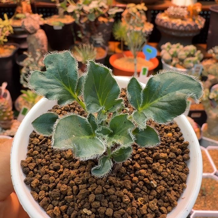 黑花洋葵855 仙人球