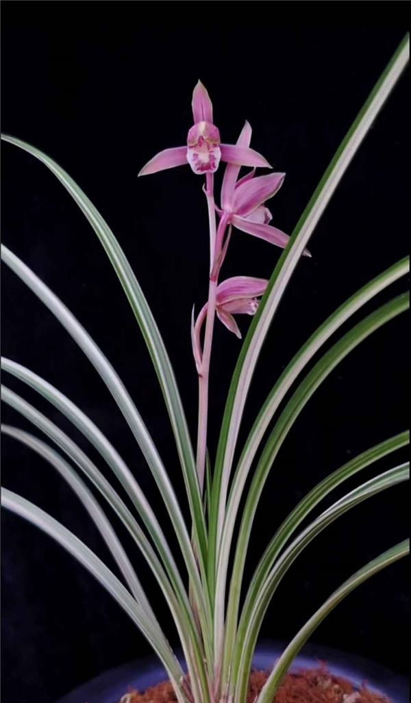 秋芝送春绿兰一物一拍