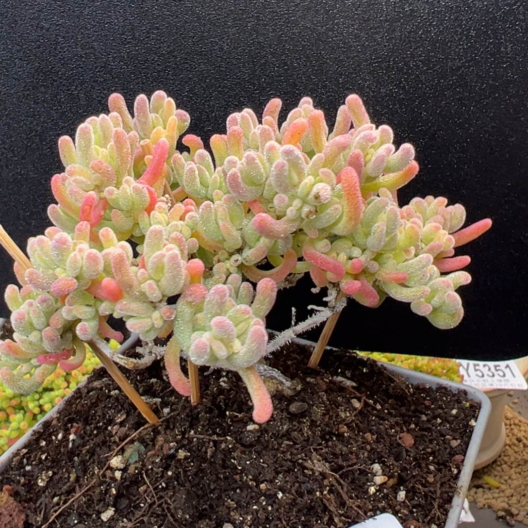 造型桩dy5535橙叶锦冠幅9cm