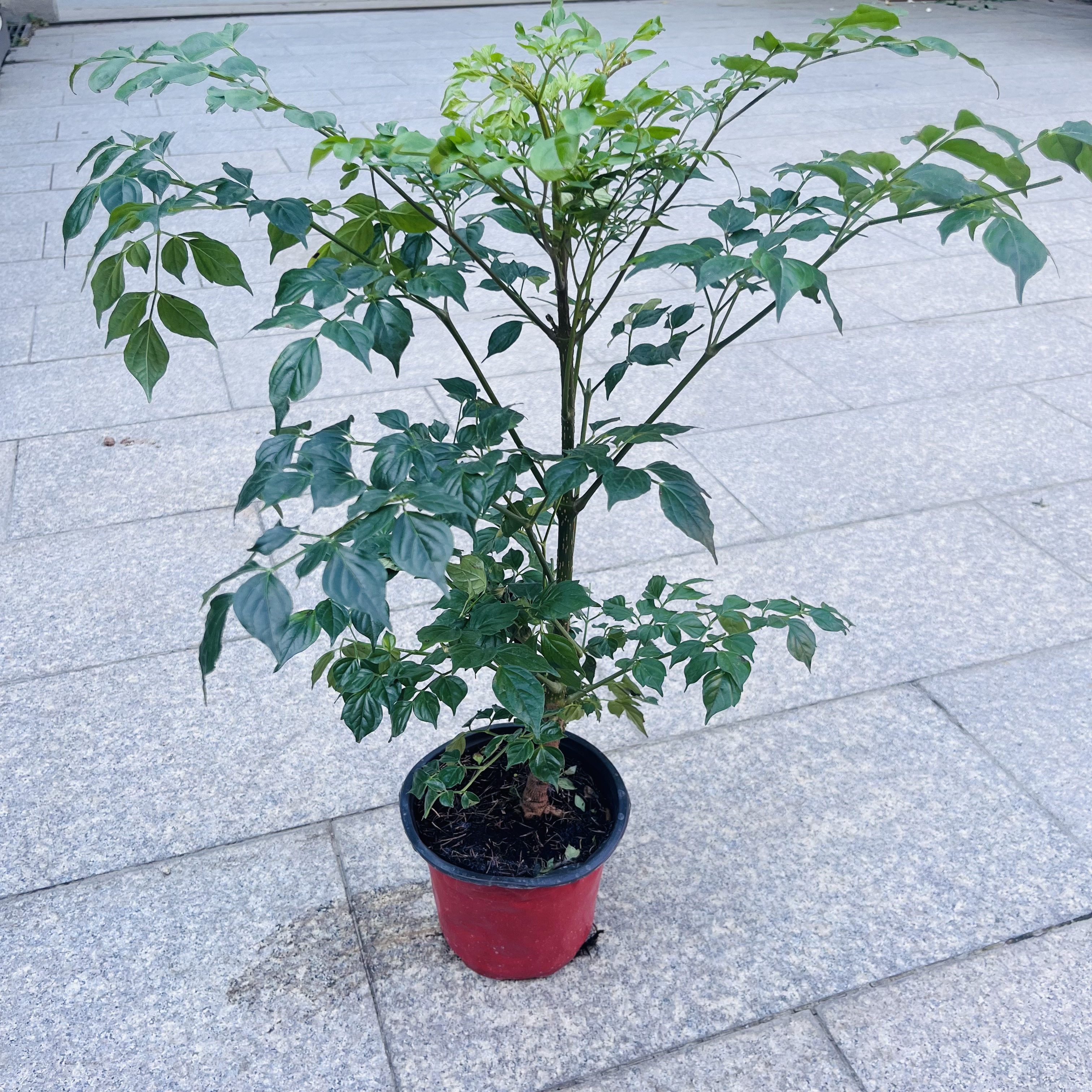 幸福树 高度60-70cm 散射光养护 客厅办公室阳台窗台可养