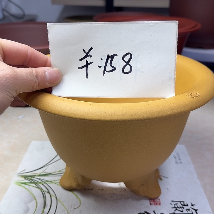 春秋花盆精品兰盆