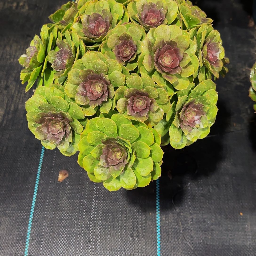 多肉植物红心万圣节老庄