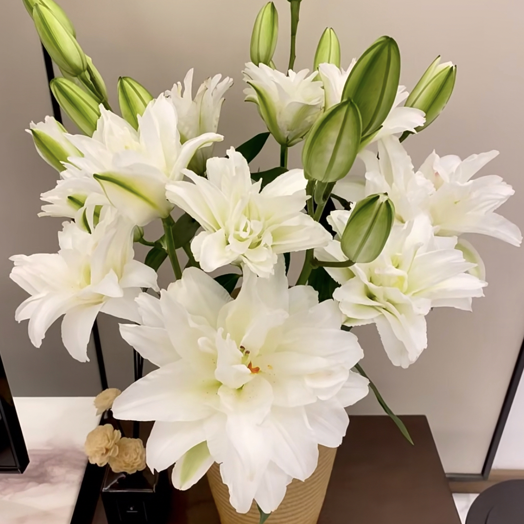 重瓣香水百合花期久