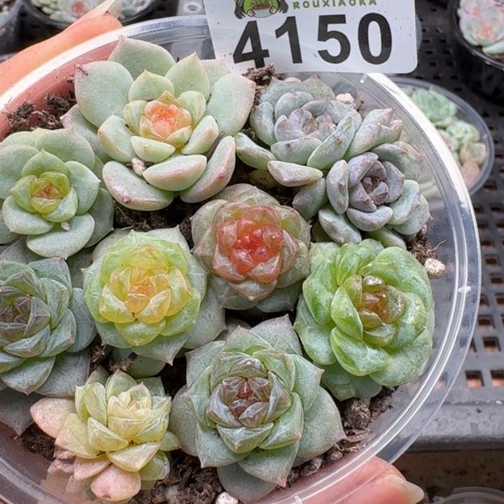 多肉植物多肉植物