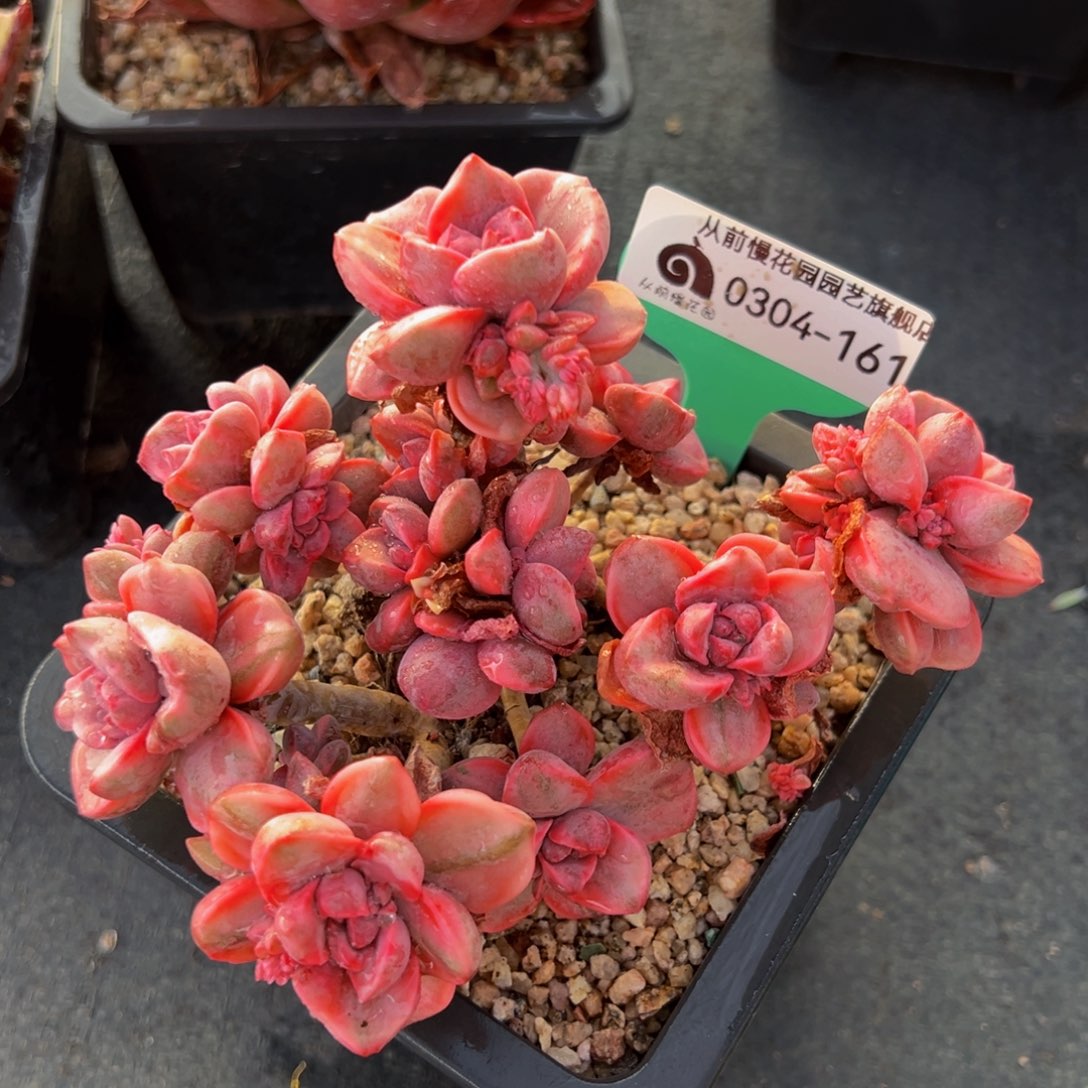 从前慢多肉精选编号0304.151