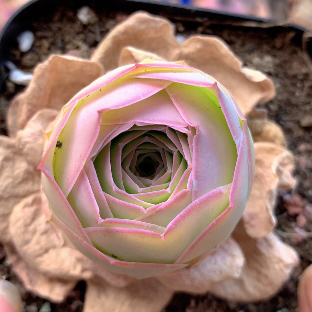 一物一拍开播福利001