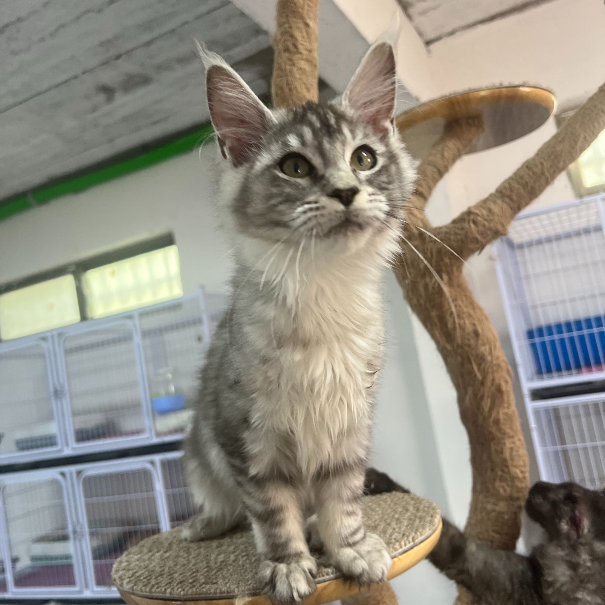 猫小院缅因浅银虎斑妹妹疫苗齐全四个月驱虫体内外一次