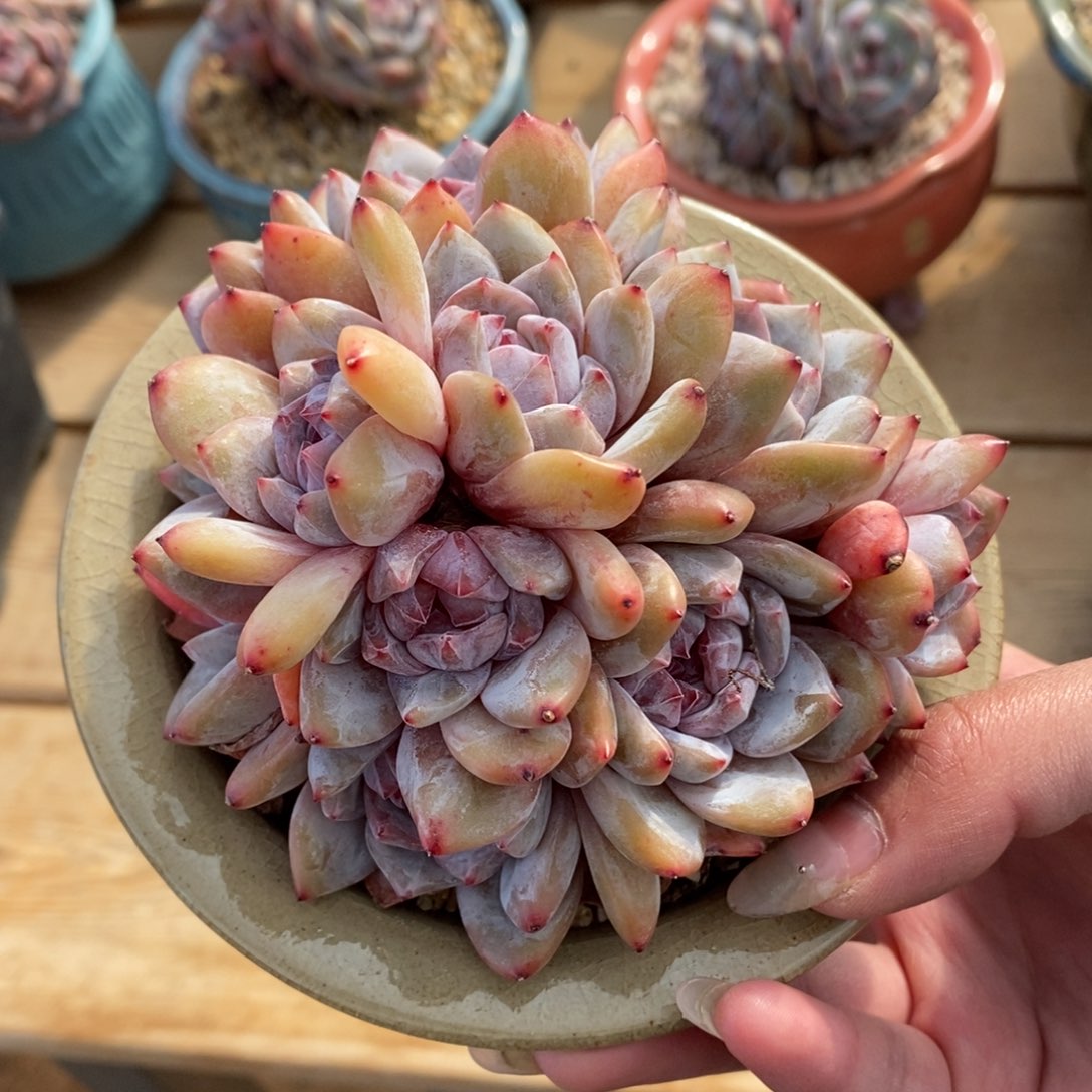 绿底紫心十头脸朝上