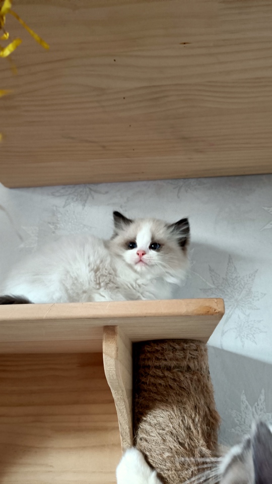 坤哥说猫只说好猫