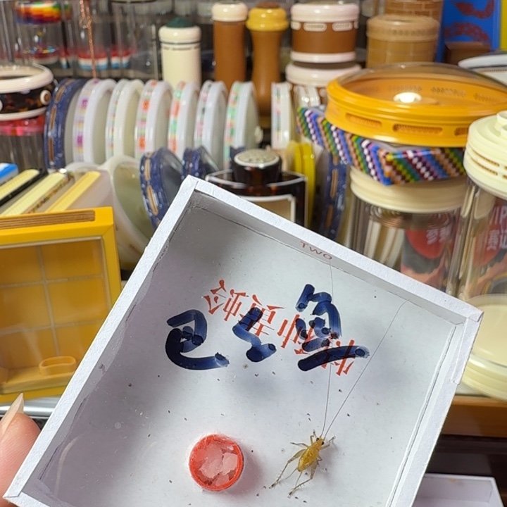 巴***鱼黑眼睛漂亮一只合适