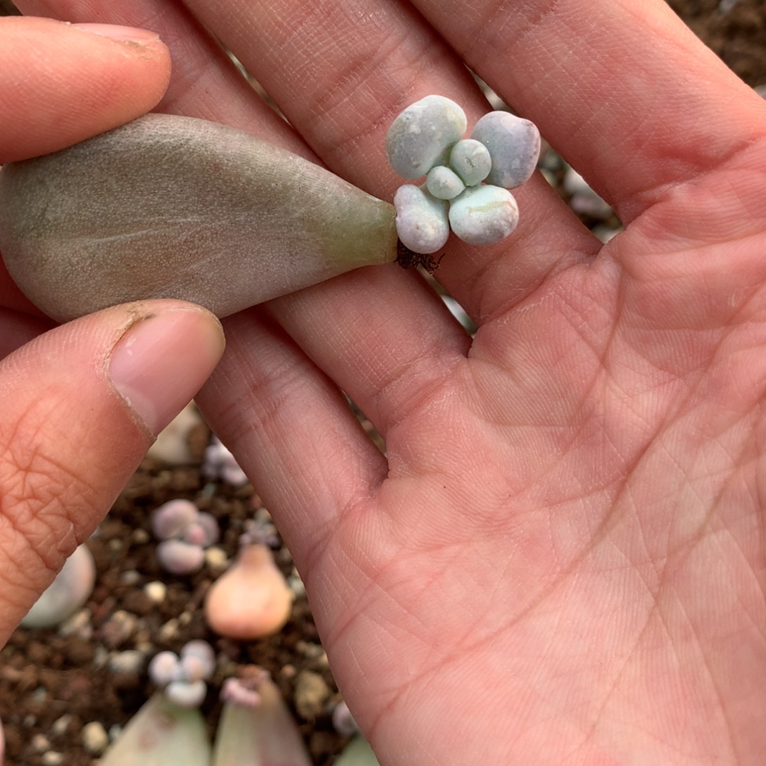 油煎奶酪叶插苗哦