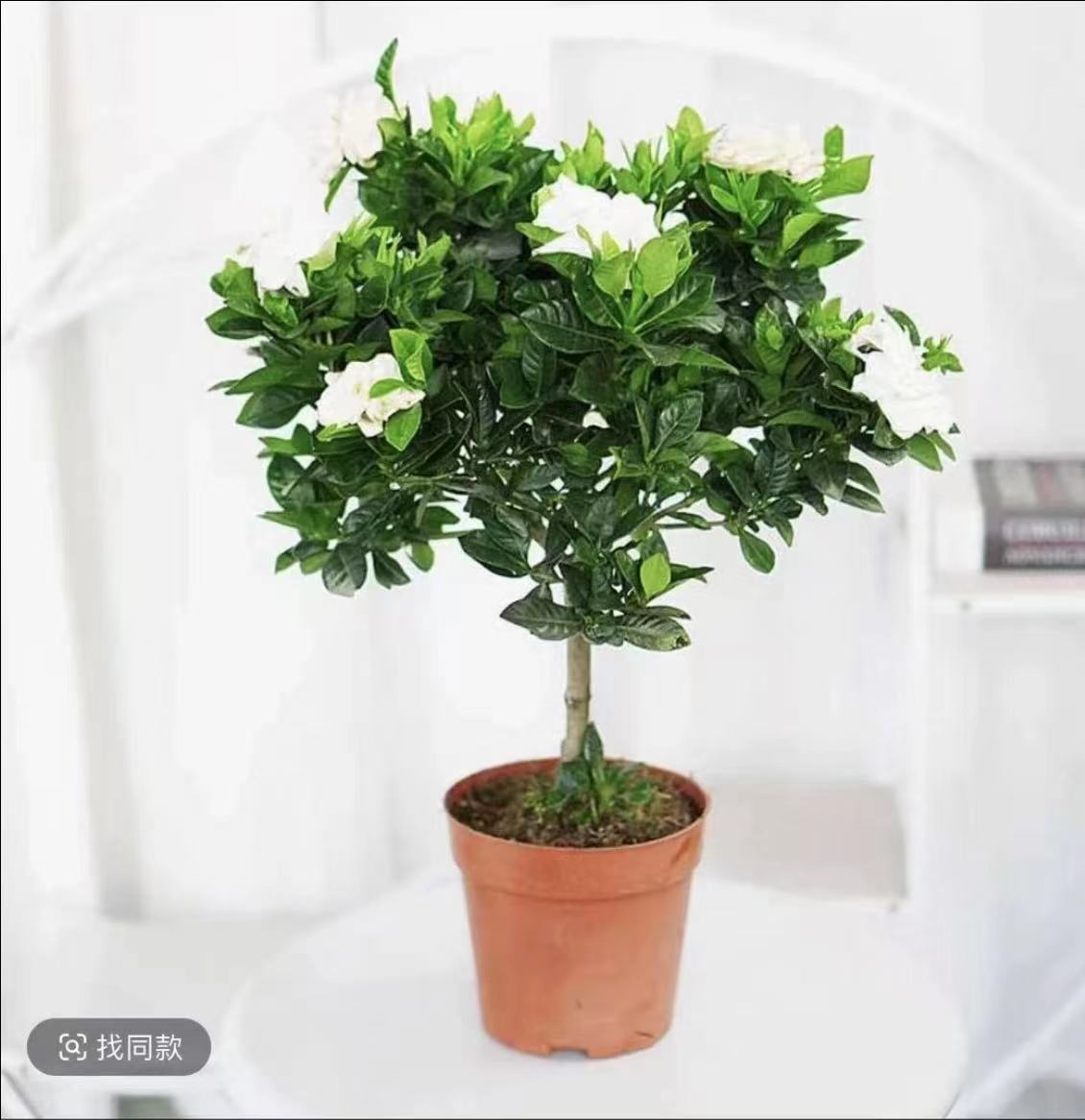 独杆栀子花盆栽带花苞室内阳台鲜花棒棒糖花苗四季开花浓香型花卉