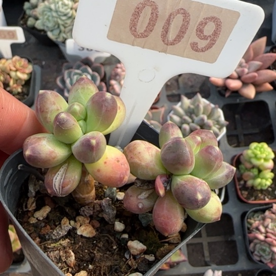 9千代田多肉植物多