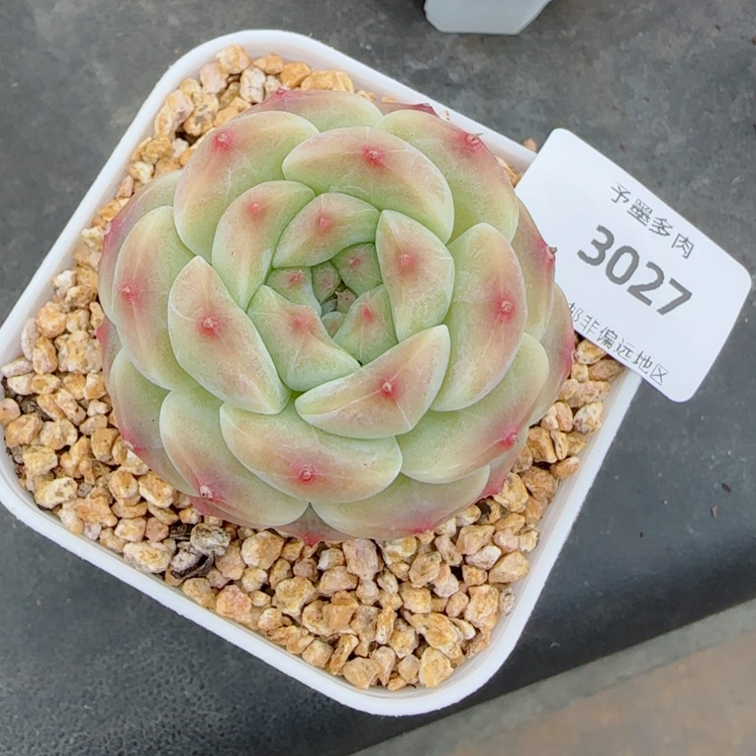 冰魄，3027多肉植物