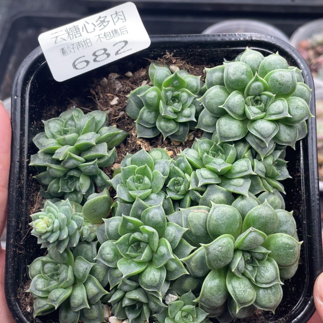 云糖心多肉植物682