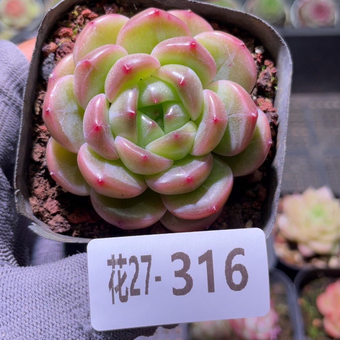 花利美27-316新品