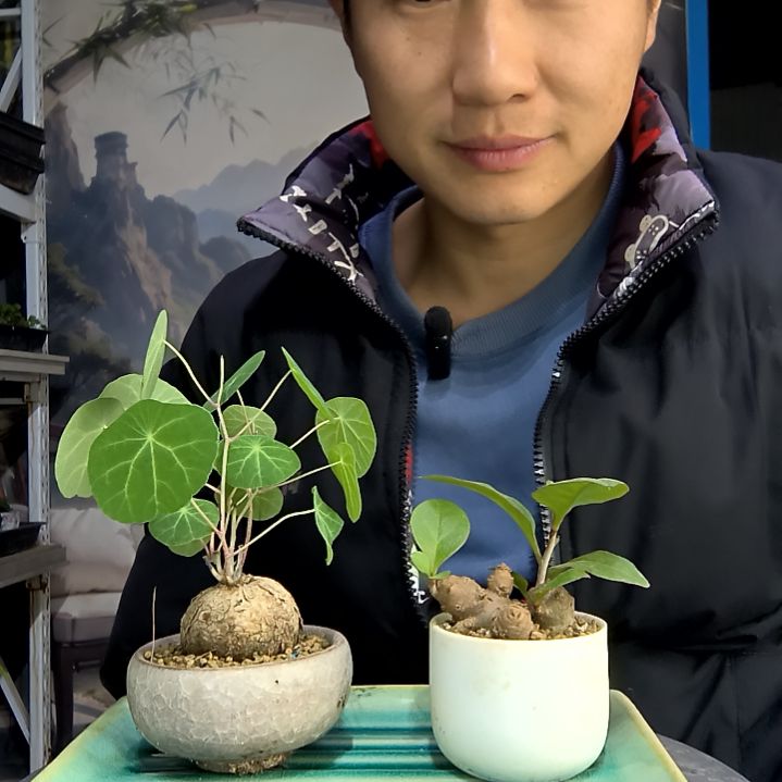 颖***姐中青园艺一物一拍178