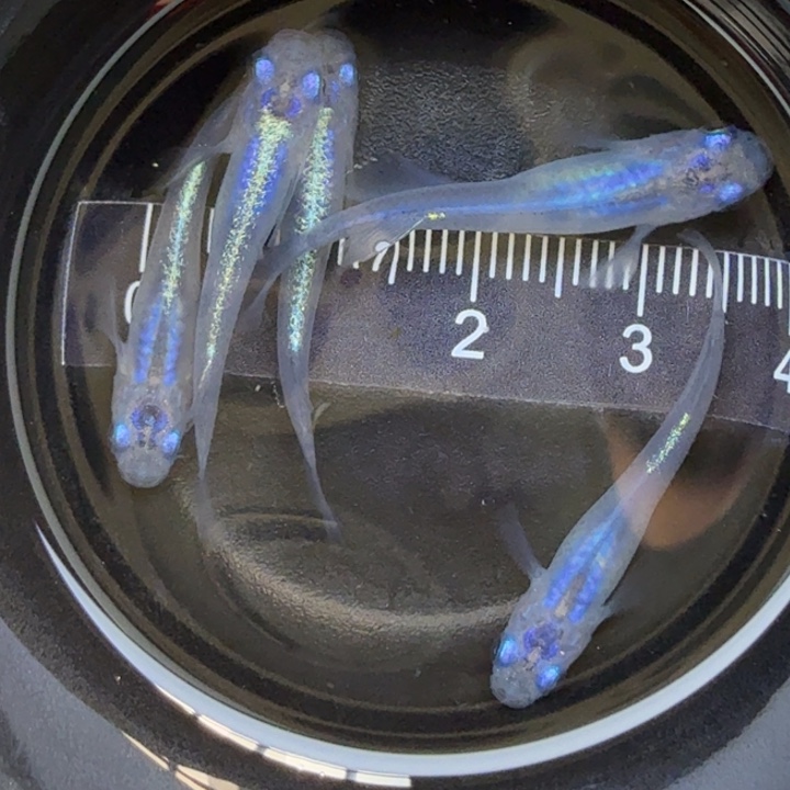 青鳉鱼水滴68号青鳉