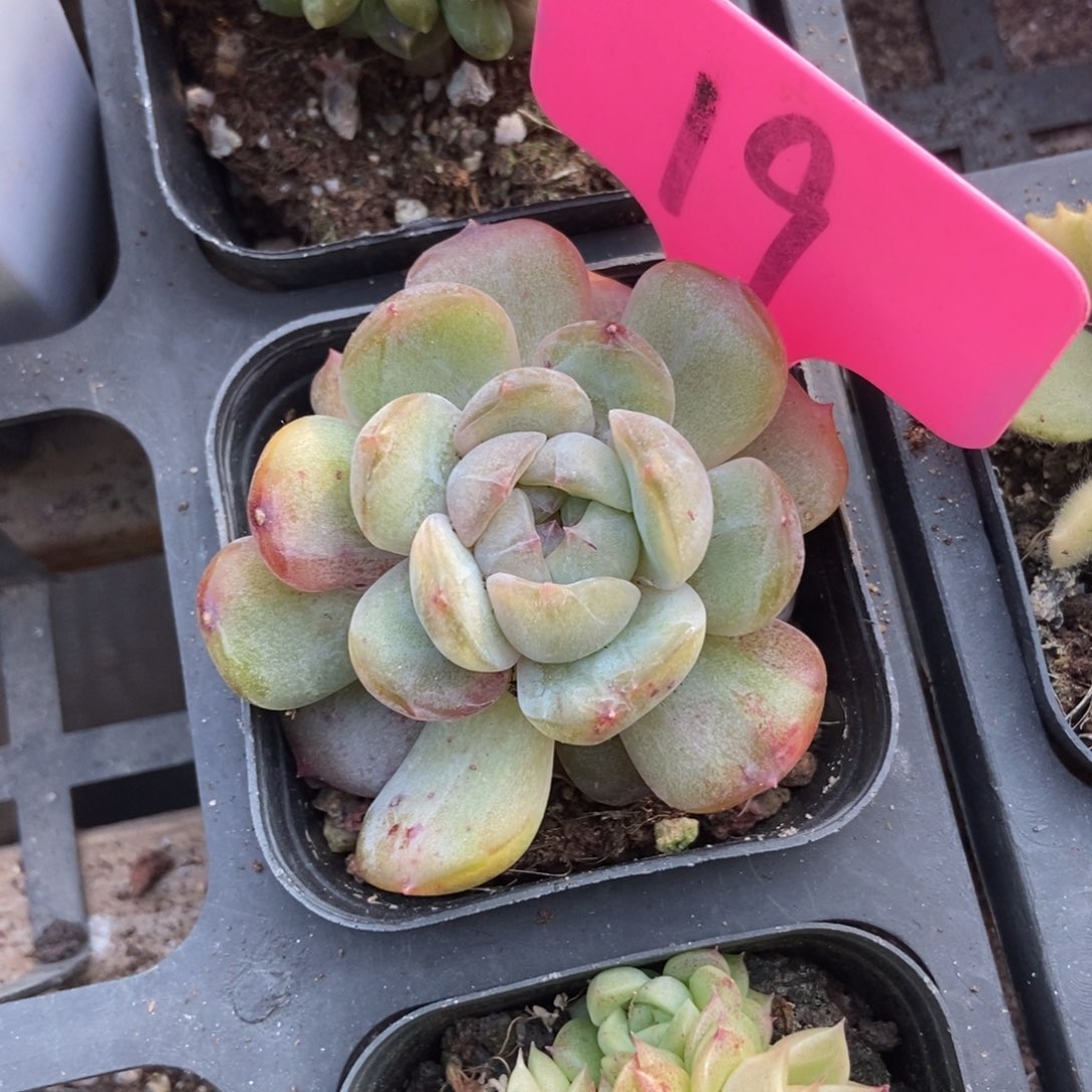 19红恋石化多肉植物多肉