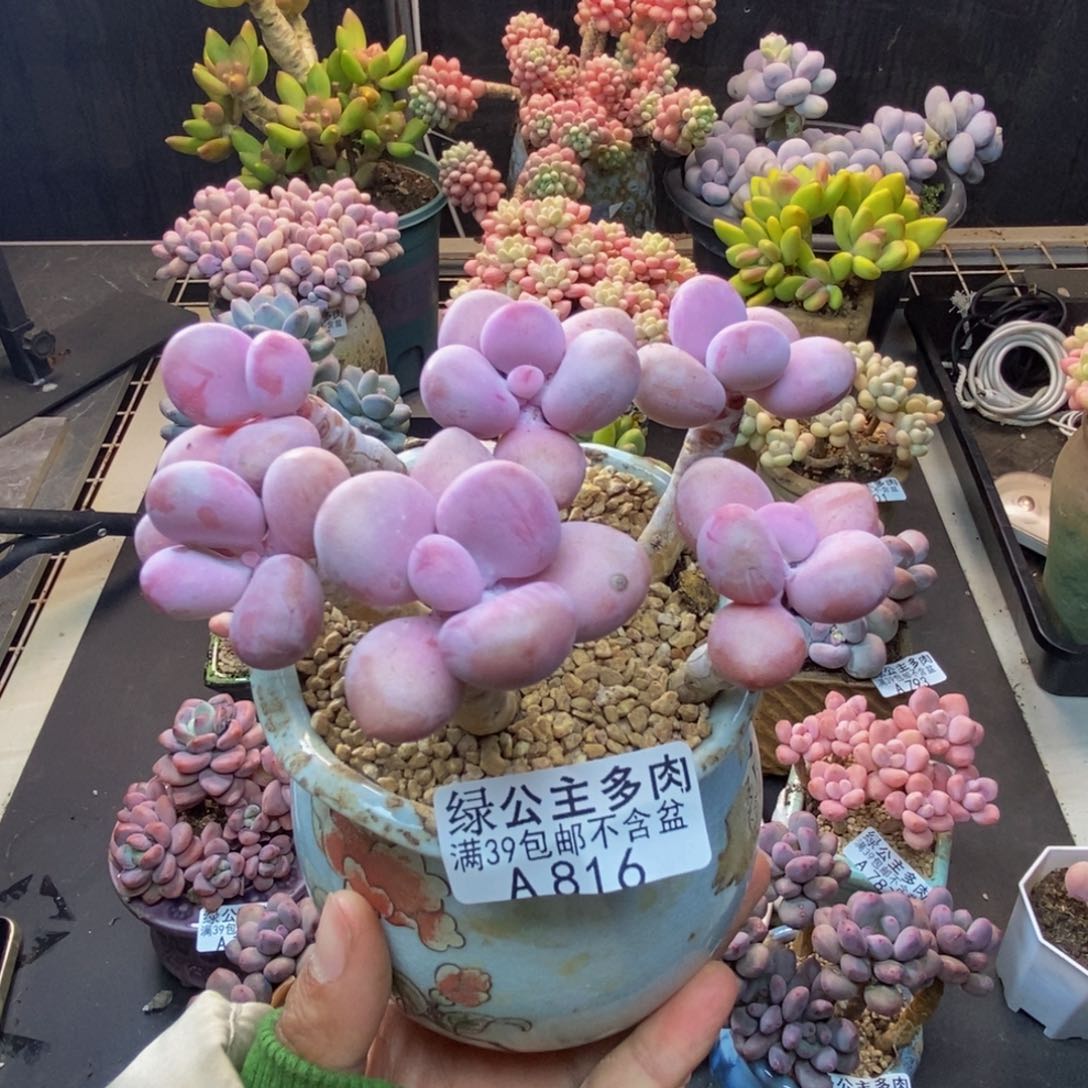 816糖果桃蛋多肉8c m