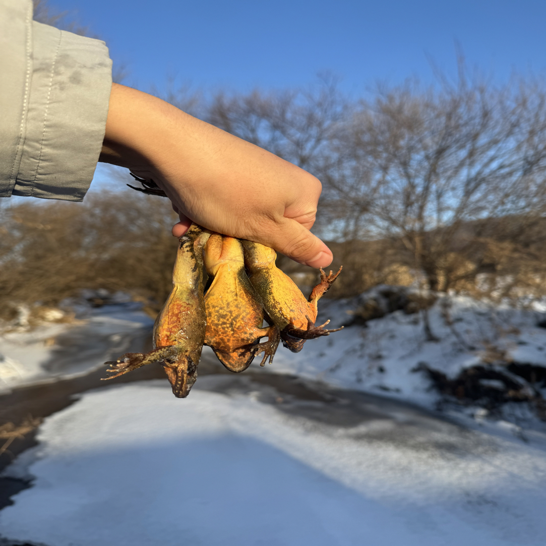 东北新鲜河鲜  顺丰包邮 送半斤公 送大酱