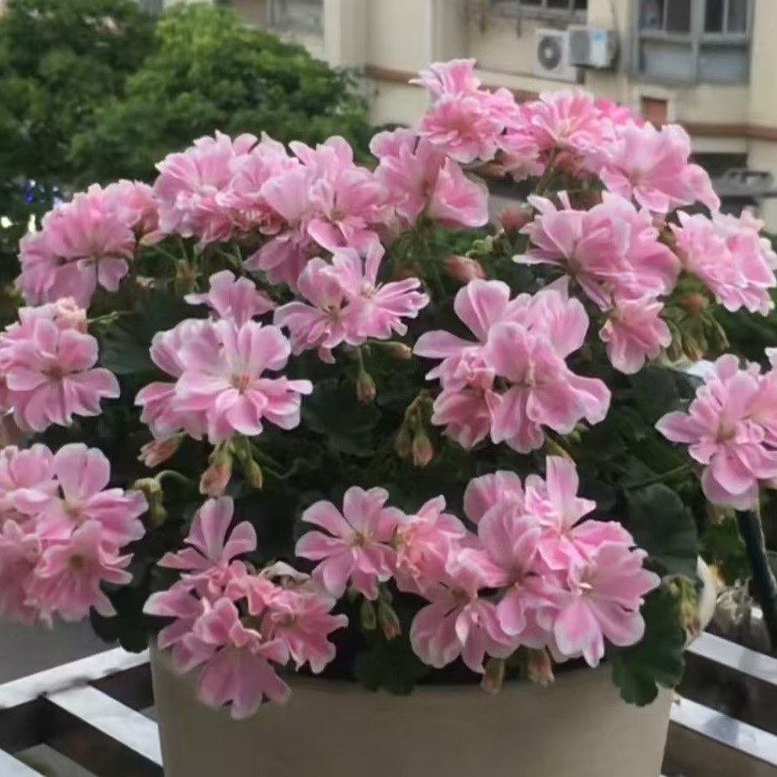 直立矮生勤花【童话故事】天竺葵盆栽室内阳台庭院好养易活带花苞