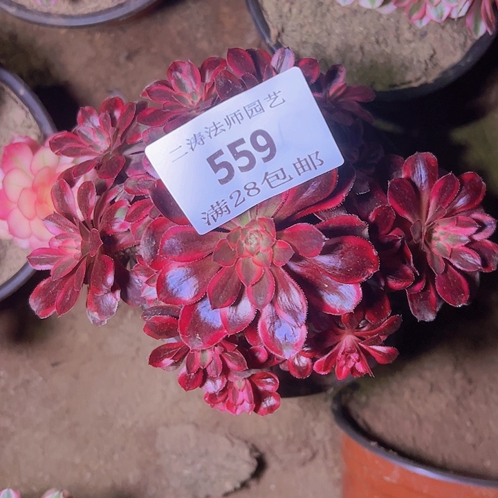 559香奈尔多肉植物老桩