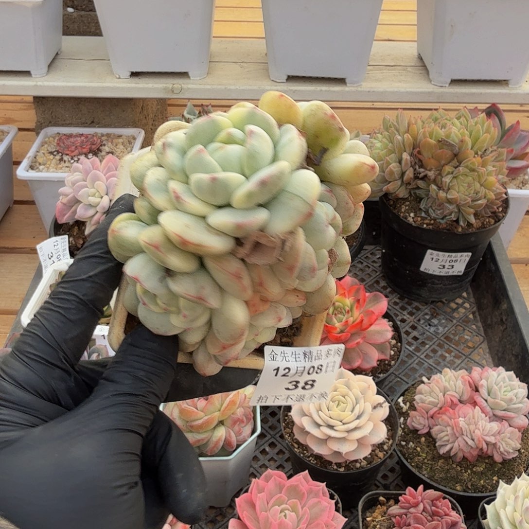 1208-38香草锦群生