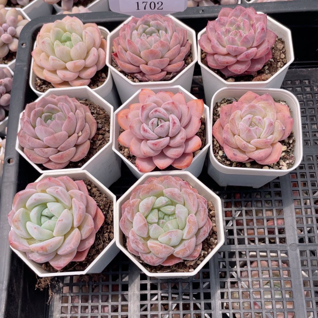 薇薇安园艺多肉1702