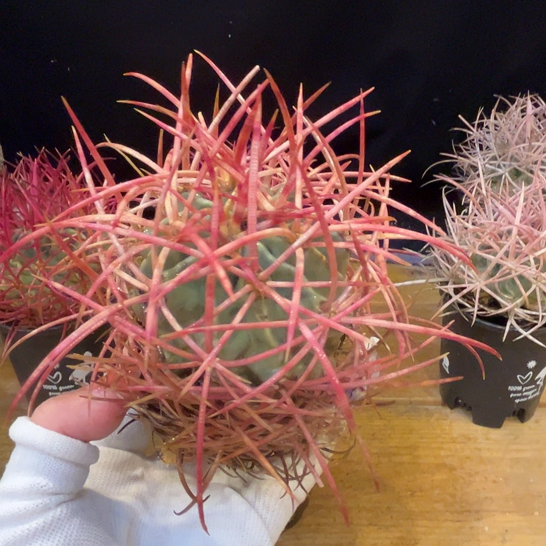 汤圆植物大龙冠彩虹色原价1180