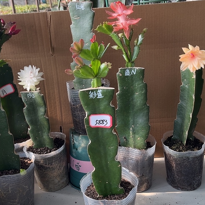 华***姐当前无花栽培后可以开花彩莲