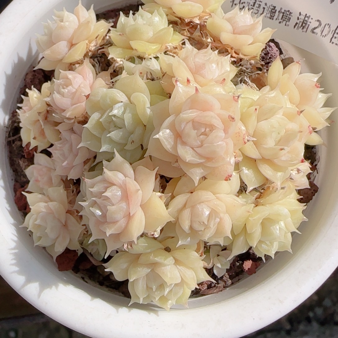 L***a花语多肉0102-188散