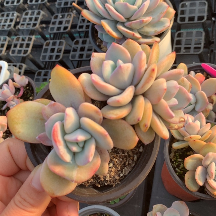 专拍链接多肉植物