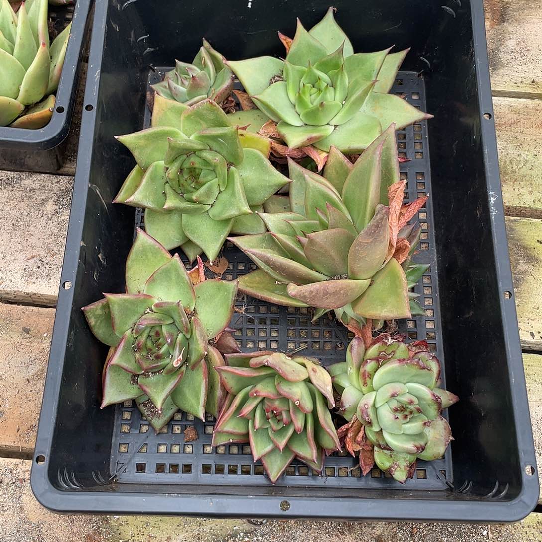 若如东云多肉组拍713