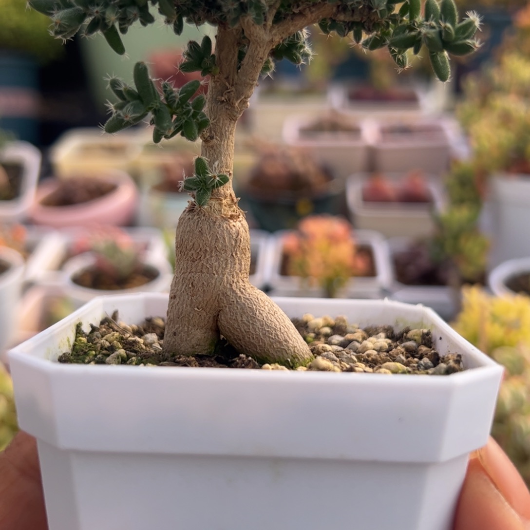 *****多肉植物姬红小松