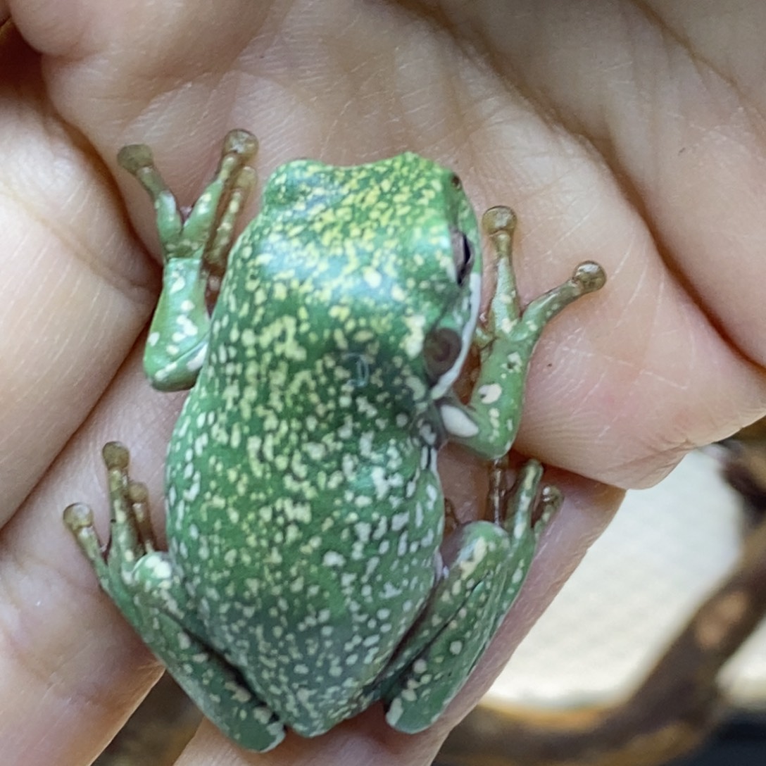 老爷树蛙澳蓝暴雪小金爆福利一只