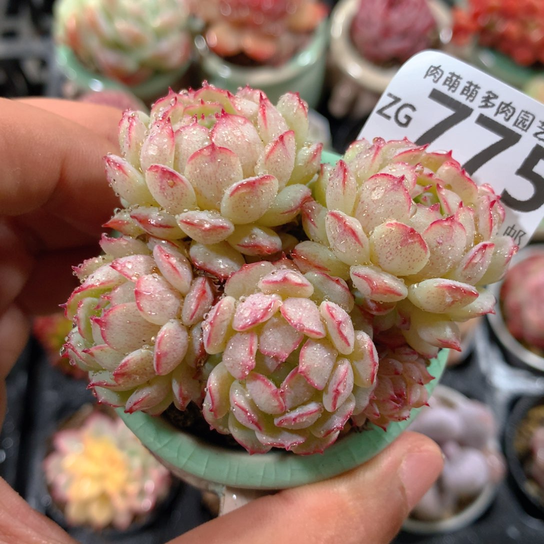 5CM拇指盆精控多肉ZG775