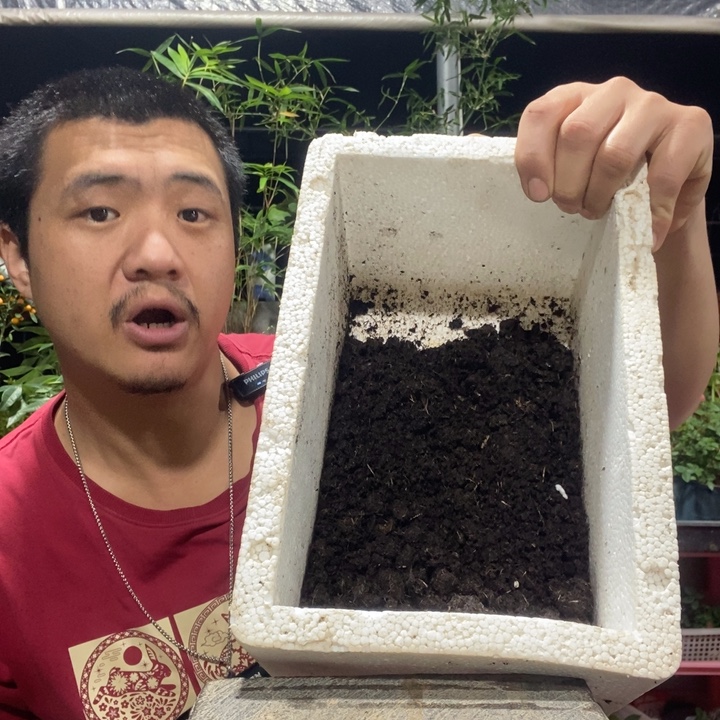 以实际为准品式泥炭土一泡沫箱。