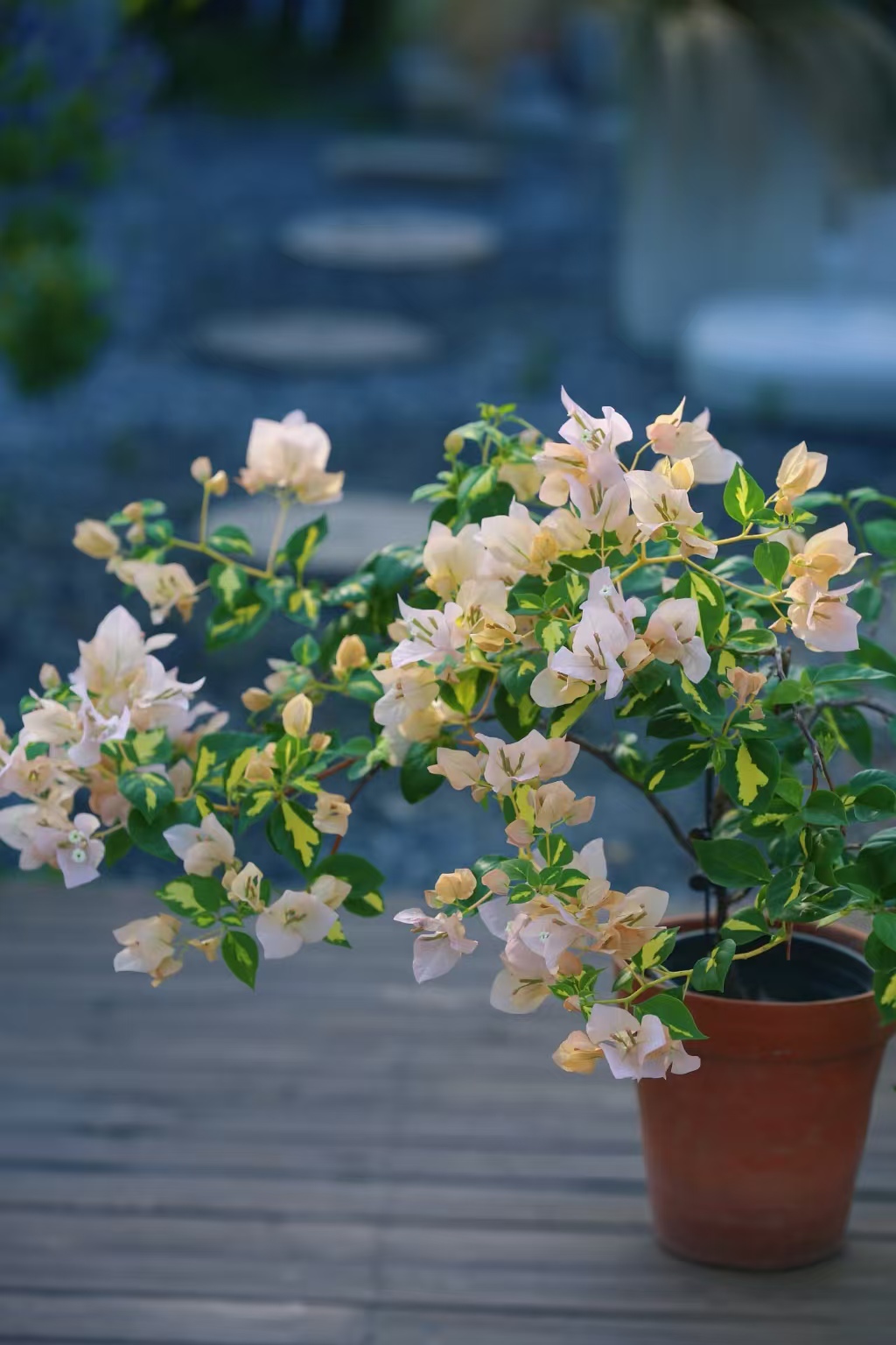 【金心黄白】三角梅盆栽四季开花好养带易活适合阳台庭院