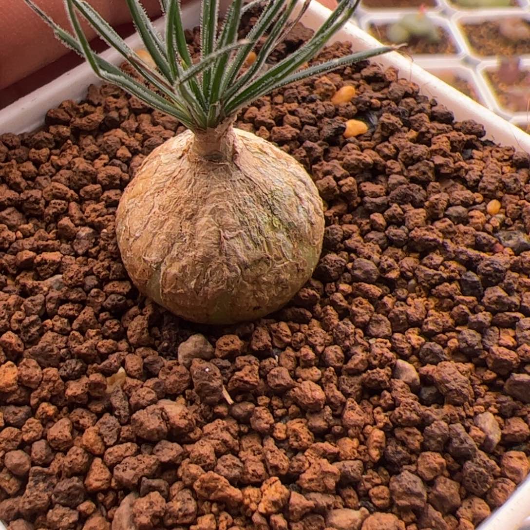 11.2迷你海葱多肉植物27