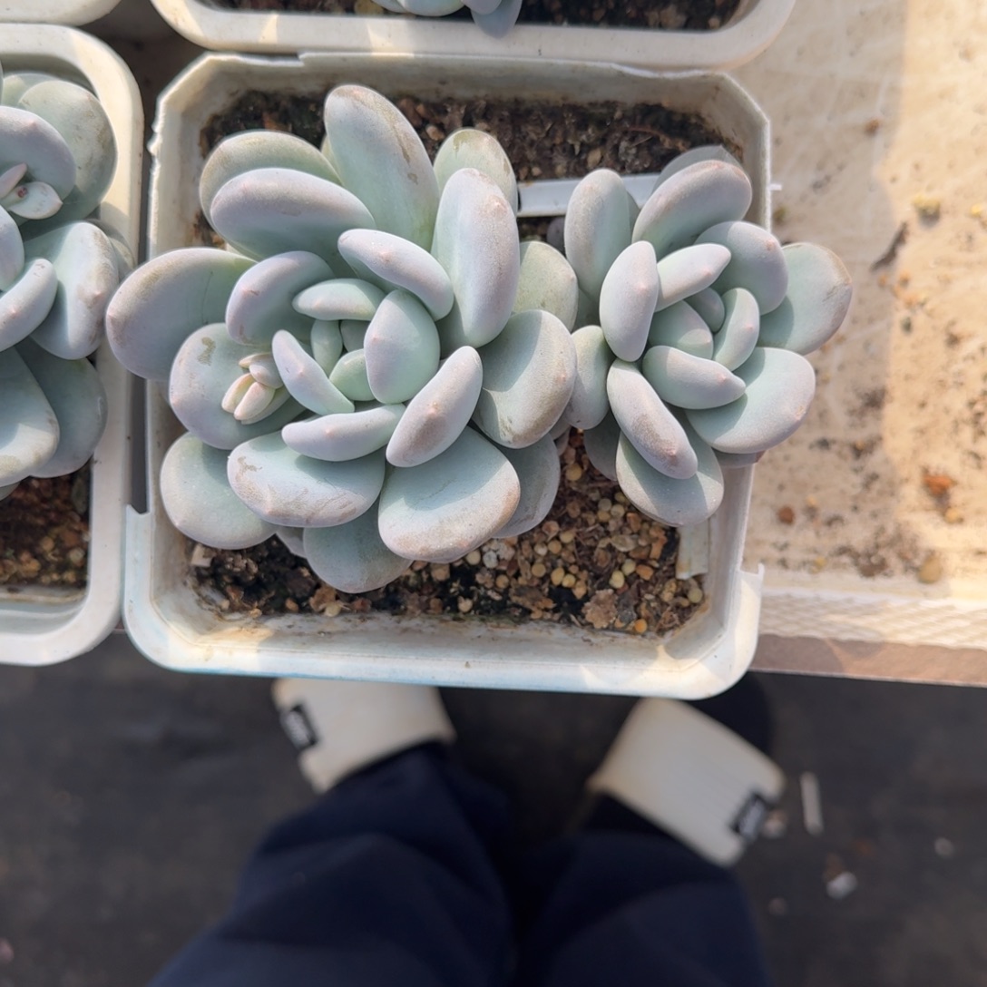 米雪奶 双头 一物一拍