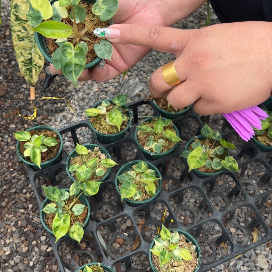 完全开放橙炳锦随机发货