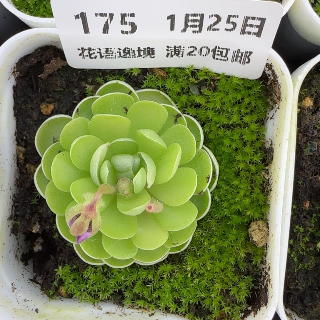 花语逸镜0125-175捕虫堇