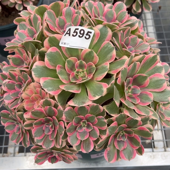 595妖月23厘米左右