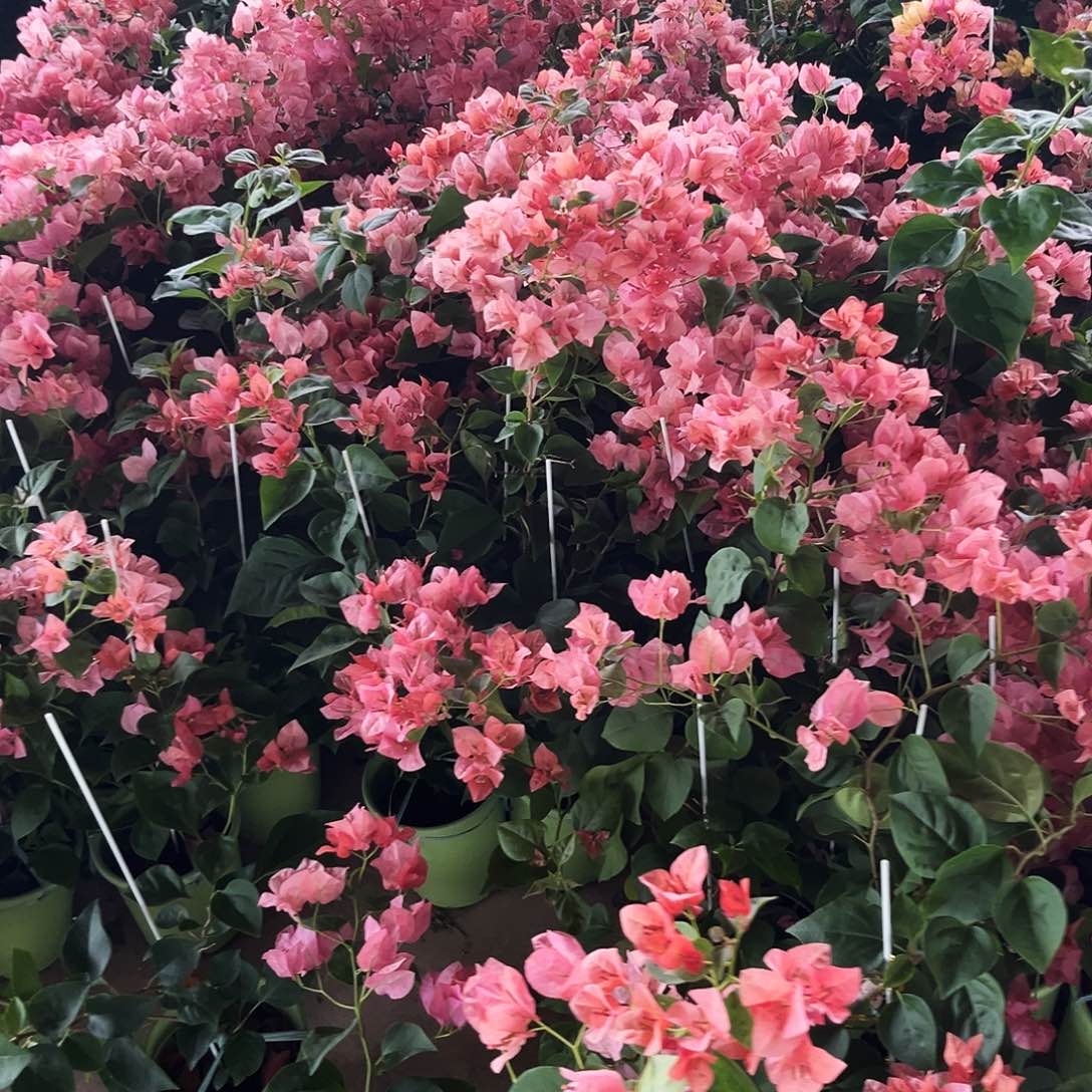 完全开放三角梅不甜西瓜