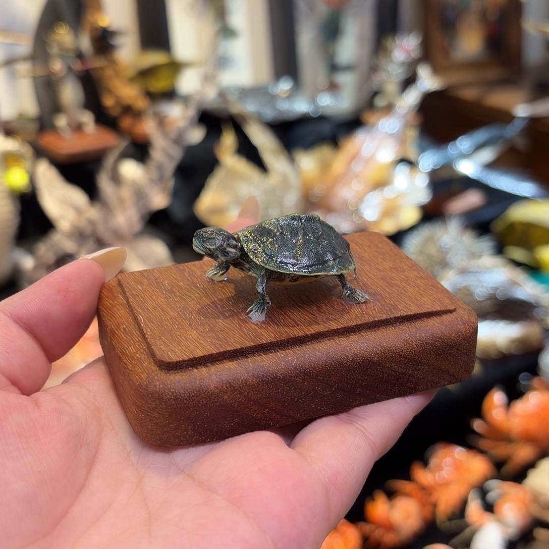 真实小草龟动物标本