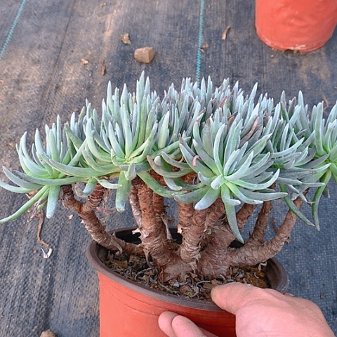 仙女杯933号多肉植物