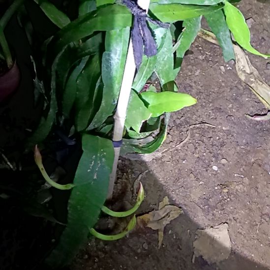 梦***梦完全开放令箭何花小叶昙花大叶昙花