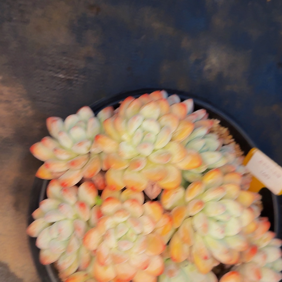 爱****呃呃呃呃呃呃呃呃呃呃呃呃呃呃啊